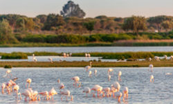 Curtea de Justiţie a Uniunii Europene: Spania trebuie să protejeze o rezervaţie naturală ameninţată de căpşuni