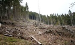 Deputatul USR Adrian Giurgiu susţine modificarea Codului Silvic pentru stoparea tăierilor ilegale de pădure