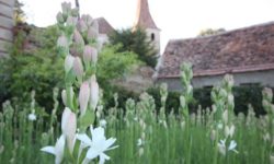 Tuberoza de Hoghilag va fi prima floare din România şi a treia din Europa protejată la nivel european