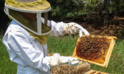 Arad: Producţia de miere a crescut faţă de 2020, dar este la o treime din cantitatea normală