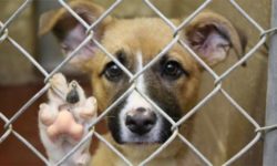 CJ Ilfov: Fotbalişti din Liga I vor încuraja adopţia de câini, înaintea partidelor