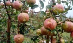 Suceava: Circa 100 ha de livadă, afectate de grindină, peste o jumătate – în totalitate, la Fălticeni şi Rădăşeni