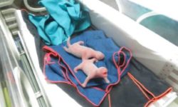 Gemenii de panda uriaş născuţi într-o grădină zoologică din Madrid se simt bine şi sunt sănătoşi