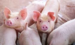 Olt: Peste 37.000 de porci de la o fermă din Tufeni, eliminaţi din cauza PPA