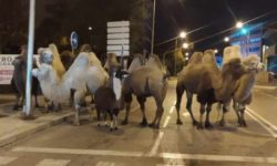 Spania: Opt cămile şi o lamă, în libertate pe străzile Madridului după ce au evadat de la un circ