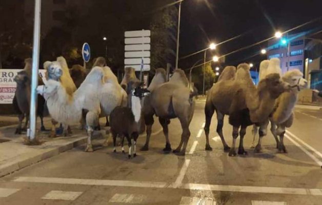 Spania: Opt cămile şi o lamă, în libertate pe străzile Madridului după ce au evadat de la un circ