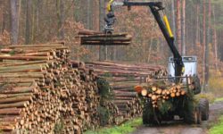 Ţigan (Romsilva): Nu tăiem niciodată cât pot pădurile României să producă; am recoltat aproape 9 milioane mc de masă lemnoasă