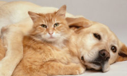Spania: Custodie alternativă pentru animalele de companie în caz de divorţ