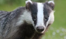 Spania: Un bursuc înfometat, la originea descoperirii de către arheologi a unui tezaur de monede romane?