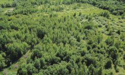 Federaţia Proprietarilor de Păduri şi Păşuni pichetează luni Ministerul Agriculturii acuzând subfinanţarea domeniului în PNS