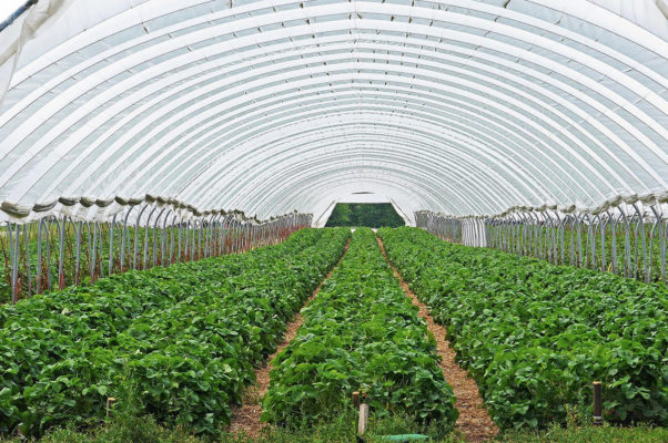 Ministerul Agriculturii: Programele de sprijin destinate legumicultorilor au fost simplificate