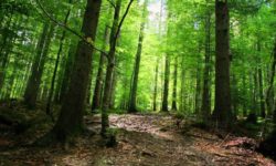 Miniştrii Mediului şi Afacerilor Interne susţin, luni, o conferinţă de presă despre domeniul deşeurilor şi sectorul forestier