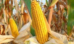 Sitaru (APPR): Vreau ca în viitor să ne putem lăuda că România produce cel mai mult porumb la hectar din Europa