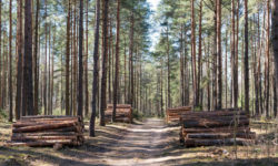 Tobescu (Nostra Silva): Din lipsa finanţării, lemnul putrezeşte în păduri inaccesibile