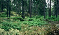 Todoran (Nostra Silva): În lipsa finanţării domeniului, vânzarea pădurilor de către proprietari devine un fenomen de masă