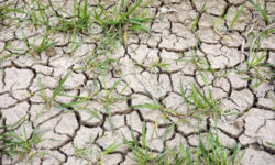 Arad: Fermierii se plâng de cea mai gravă secetă din ultimii 25 de ani şi cer sisteme de irigaţii