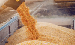 Ucraina a început exporturile de cereale către Europa cu trenul