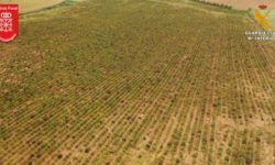 Poliţia spaniolă a confirmat că a anihilat cea mai mare plantaţie de canabis din Europa