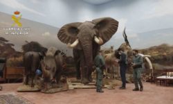 Spania confiscă una dintre cele mai mari cantităţi de animale împăiate din Europa