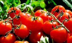 Olt: 500 de fermieri au început recoltarea şi livrarea tomatelor în pieţe; preţul la producător – între 12 şi 15 lei pe kilogram