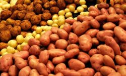 Harghita: Producătorii de cartofi, avertizaţi cu privire la pericolul apariţiei manei