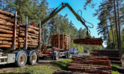 Preşedintele ASFOR: Accesul la resursa de lemn va fi tot mai dificil dacă politica forestieră nu va fi coerentă