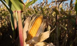 CE reduce estimările privind recolta de porumb din 2022, din cauza randamentele mai scăzute în România, Franţa, Bulgaria şi Ungaria