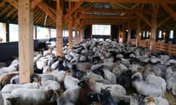 Ministerul Agriculturii alocă 7 milioane de euro pentru înfiinţarea stânelor montane (proiect)