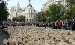 Oile au ocupat străzile din Madrid în drum spre păşunile de iarnă