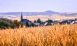 Cotaţia grâului scade după ce Rusia şi-a reluat participarea la acordul privind coridorul Mării Negre