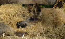 Sprijin financiar de un milion de lei pentru crescătorii de porci din rasele Bazna şi Mangaliţa (proiect)