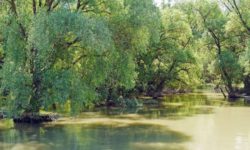 Dîncu: Trebuie să protejăm ecosistemul din Delta Dunării, dar să îi ajutăm şi pe vecinii ucraineni