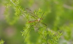 OMS avertizează asupra înmulţirii ţânţarilor care transmit boli virale în Europa