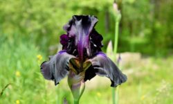 Buzău: Zahăr din irişi negri – alternativa cercetătorilor la sfecla sau trestia de zahăr