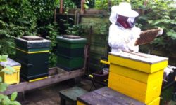 România este lider în UE după numărul de stupi de albine, regrupând aproape o cincime din numărul total