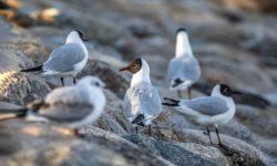 Un spital pentru animale din Spania tratează pui de păsări afectaţi de căldură eliberându-i apoi în sălbăticie