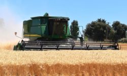 Uniunea Europeană va deveni cel mai mare producător de grâu din lume până în 2032