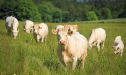 Sprijin financiar în valoare de peste 1,5 milioane lei pentru crescătorii de animale