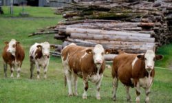 APIA: Sprijin financiar de peste 83 de milioane de lei pentru susţinerea activităţii crescătorilor de bovine