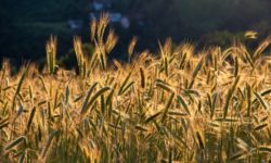 Rusia a distrus cereale cât pentru a hrăni 10,5 milioane de oameni timp de un an (Lloyd Austin)