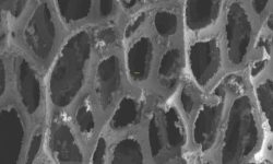 Neamţ: Doi elevi de la CN ‘Petru Rareş’, medalie de aur la ‘International Scientific Research and Innovation Fair’