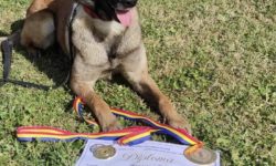 Sibiu: Căţeluşa Elsa – campioană naţională la căutare şi salvare în caz de cutremur sau alte dezastre