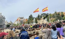 Străzile din Madrid, ocupate de oi mânate de ciobani pe vechile rute de transhumanţă