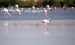 Spania încheie un acord pentru protejarea rezervaţiei naturale Donana